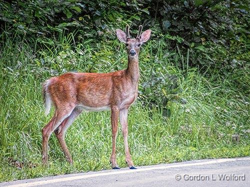 Roadside Attraction_DSCF06283.jpg - Photographed in the Hocking Hills State Park near Logan, Ohio, USA.